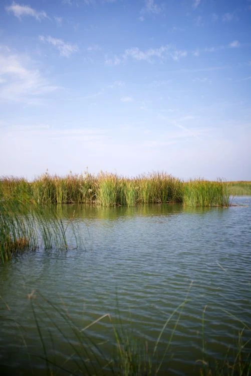 Iraqi Marshes